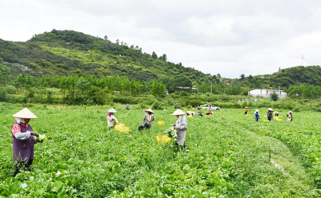 采收芥菜供港澳