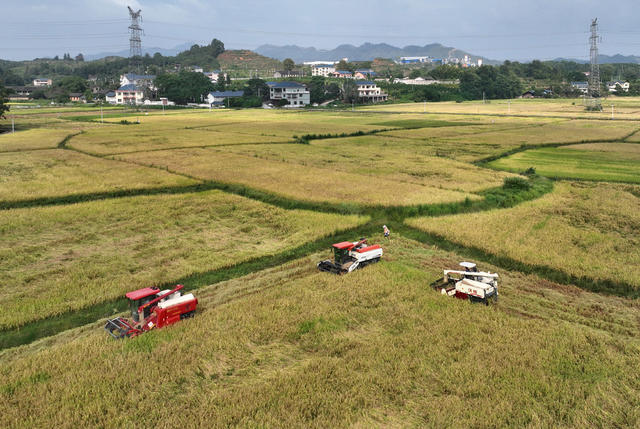 农机轰鸣收割忙