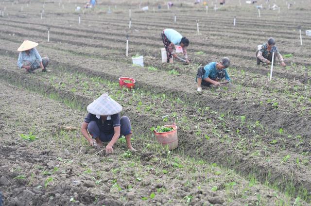 蔬菜
菜篮子
道县