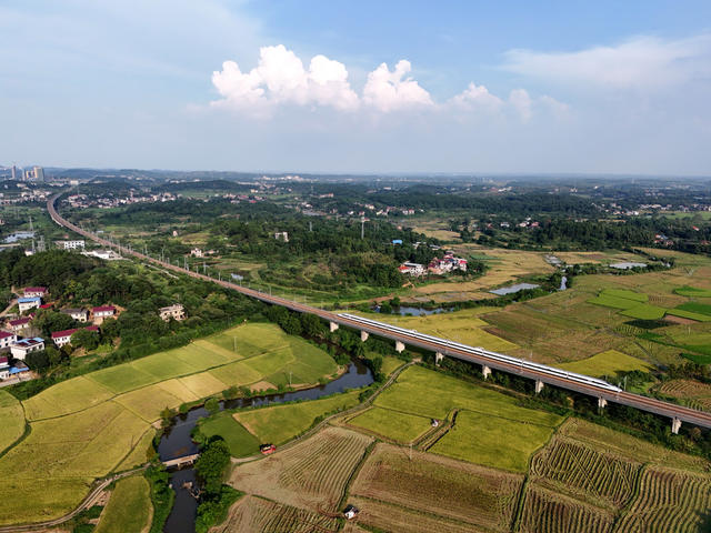 中稻  水稻  丰收  收割  三农  农业