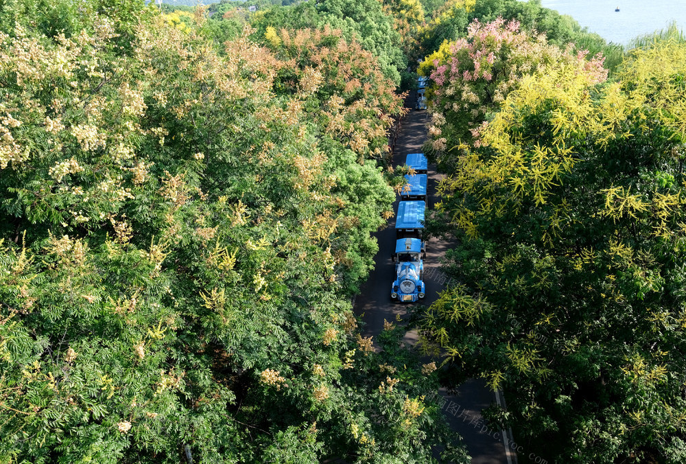 栾树花开，秋色美，橘子洲景区