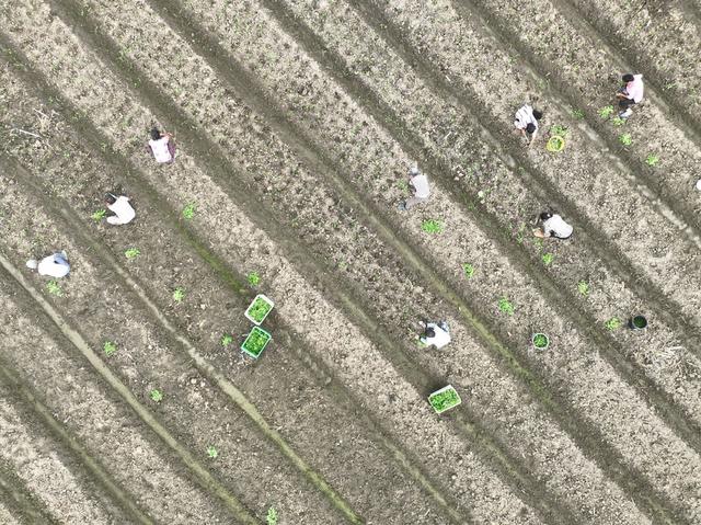 蔬菜
菜篮子
道县