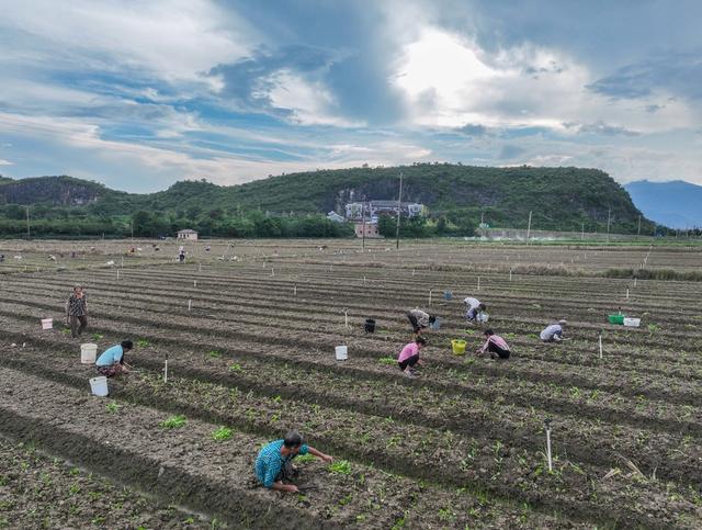 蔬菜
菜篮子
道县