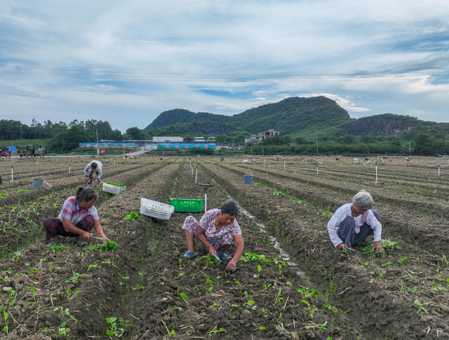 蔬菜
菜篮子
道县
