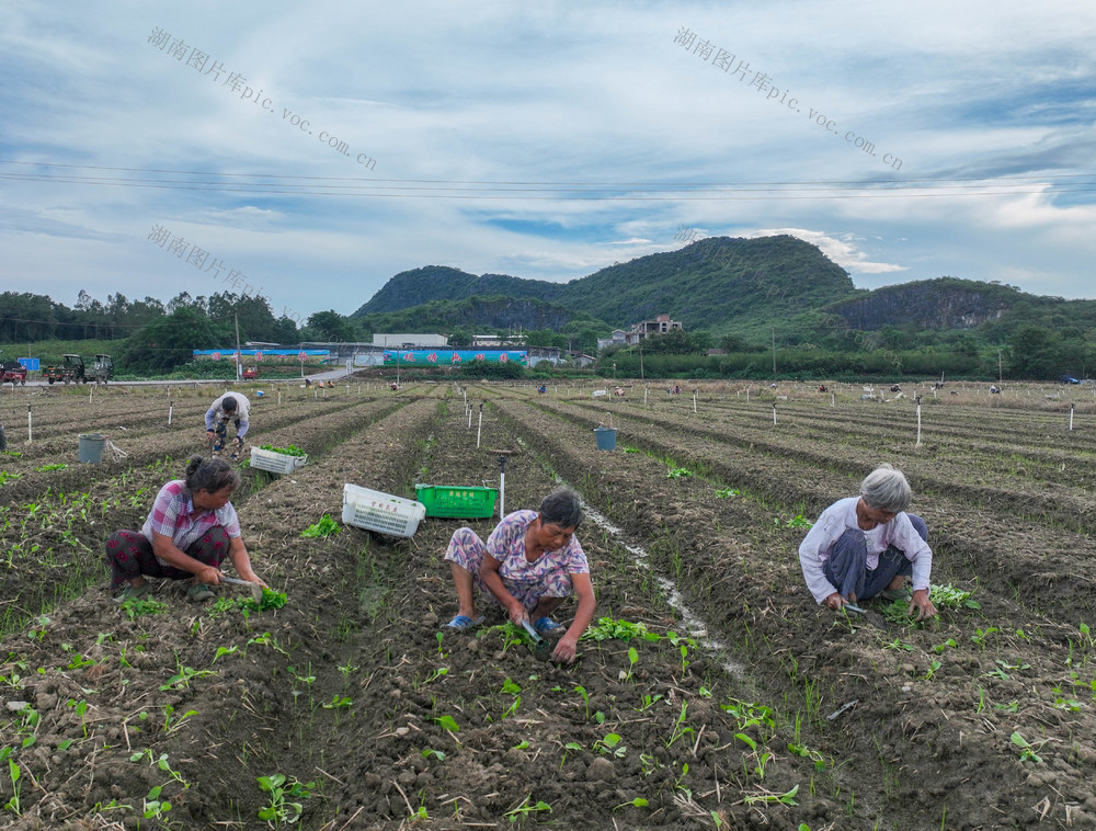 蔬菜
菜篮子
道县
