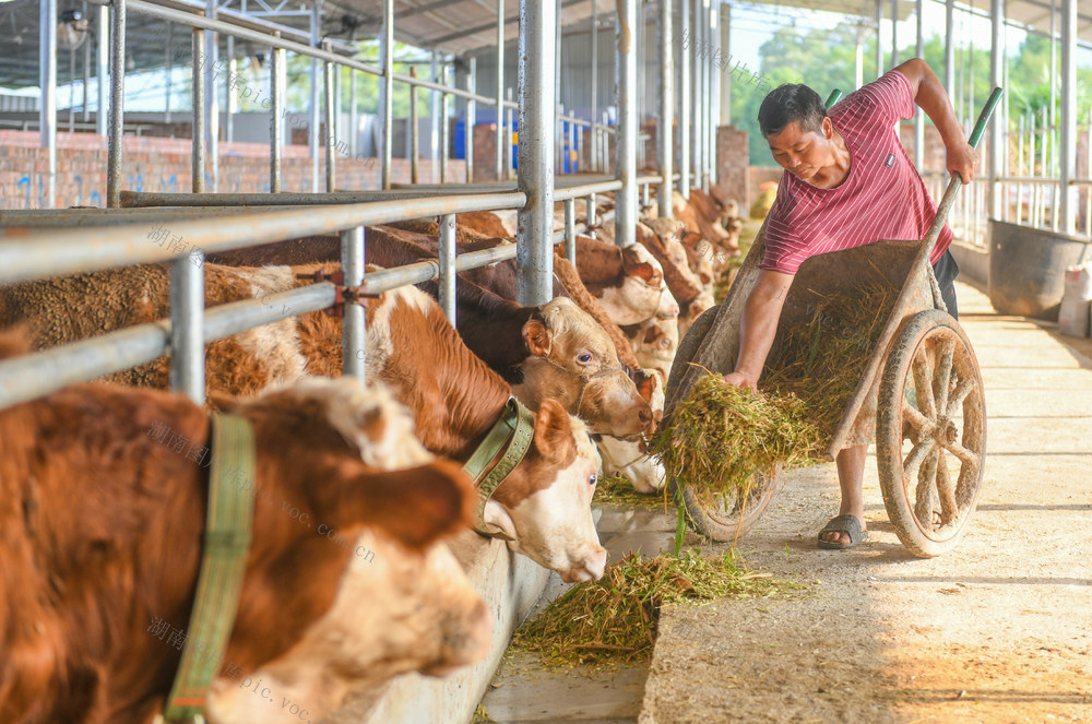 生态养殖
道县
乡村振兴