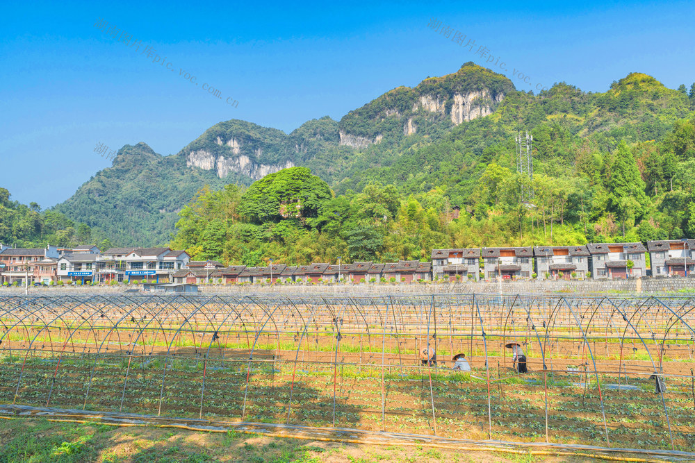 吉首市矮寨镇坪朗村村民们在草莓园栽种草莓   带动搬迁安置区劳力就业和农村经济兴旺