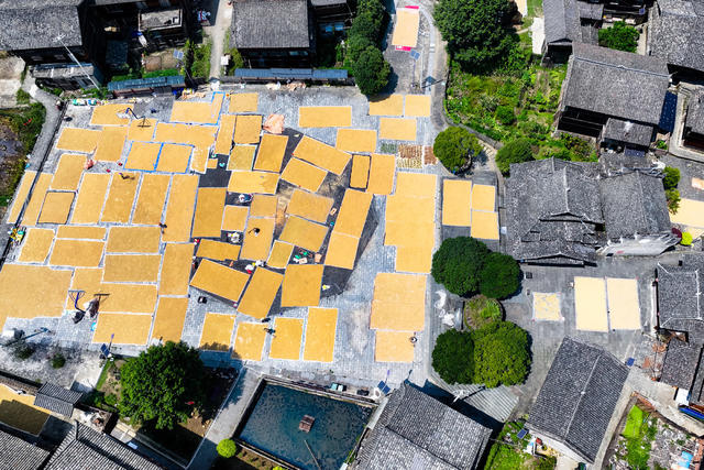 古寨 晒秋 侗寨 晒稻谷 晾晒 鼓楼 丰收