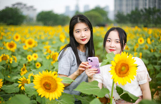 清晨  游客  湖南  郴州  苏仙区 
 城东新区  东湖片区  向日葵 
 打卡  拍照  城市喧嚣  黄建华  航拍 