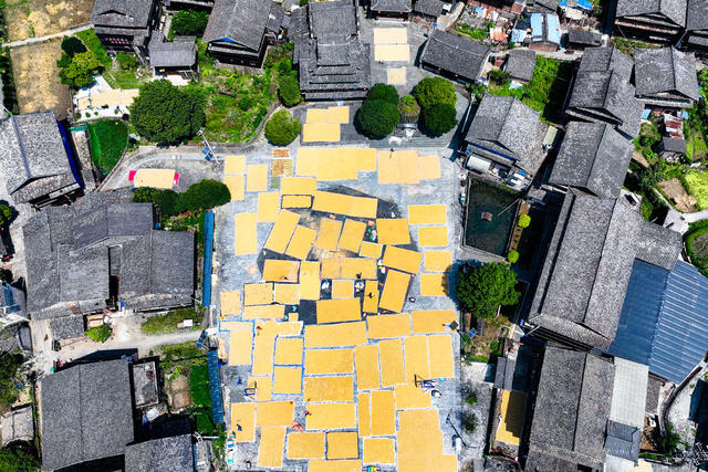 古寨 晒秋 侗寨 晒稻谷 晾晒 鼓楼 丰收