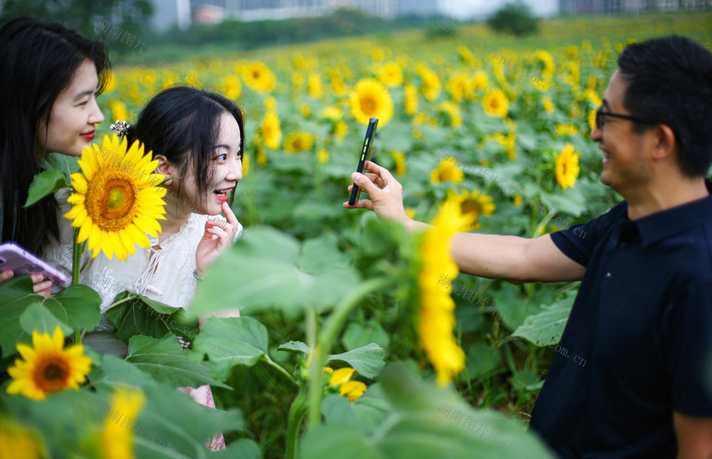 清晨  游客  湖南  郴州  苏仙区 
 城东新区  东湖片区  向日葵 
 打卡  拍照  城市喧嚣  黄建华  航拍 