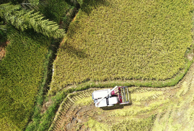抢收水稻 灾后恢复重建 生产自救 农业产业 抗洪救灾