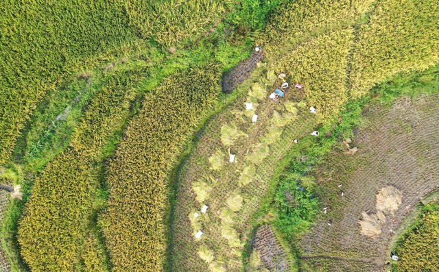 水稻丰收 金秋时节 农业产业 农民增收 农事繁忙