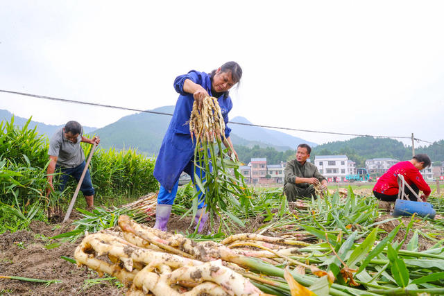 生姜  采收  蔬菜  市场