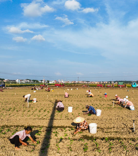 蔬菜基地
道县