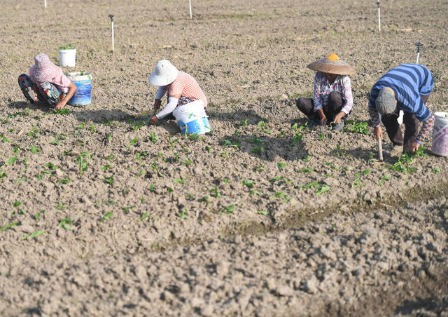 蔬菜基地
道县