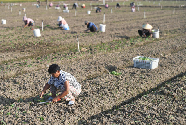 蔬菜基地
道县