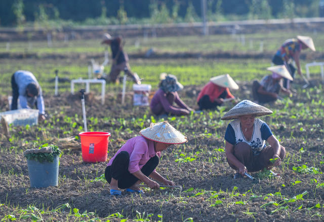 蔬菜基地
道县
