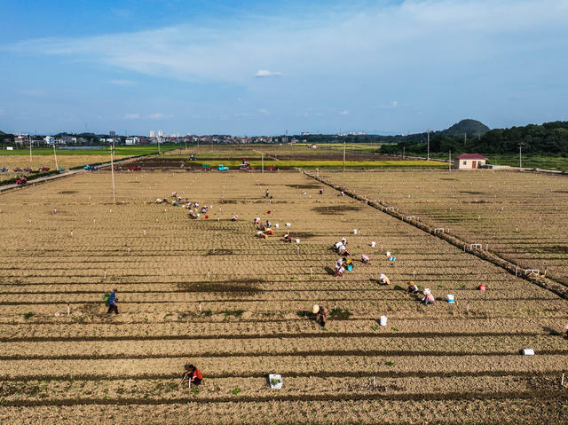 蔬菜基地
道县