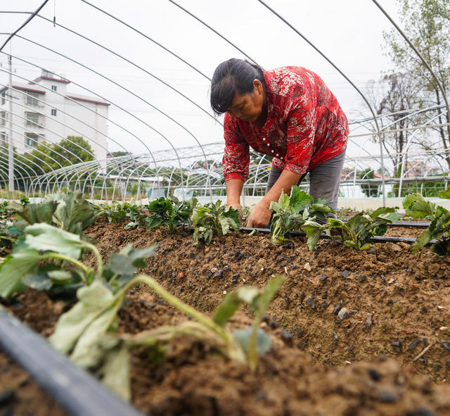 草莓  种植  基地  有机  生态  水果  移栽