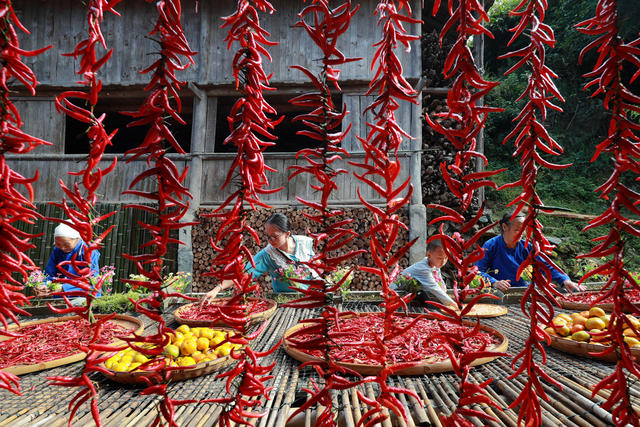 侗寨 “晒秋”丰收 景象 引客来