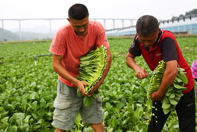 湖南  郴州  苏仙区  坳上镇  欣兴源农业有限责任公司  大棚蔬菜  基地   忙碌 “菜篮子”基地  港澳大湾区  中秋  国庆  新鲜蔬菜 