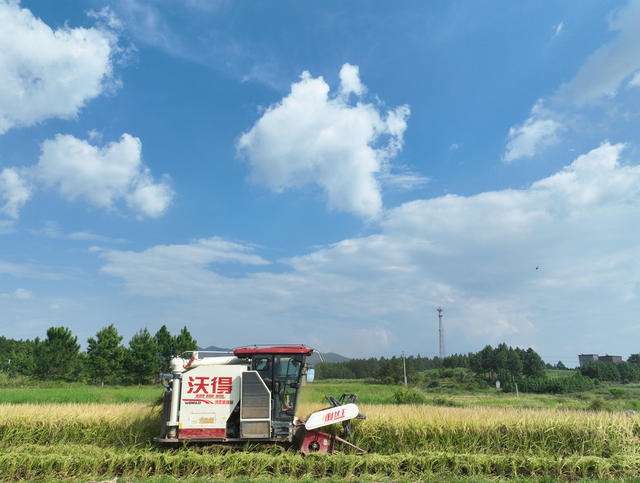 水稻
粮食
道县