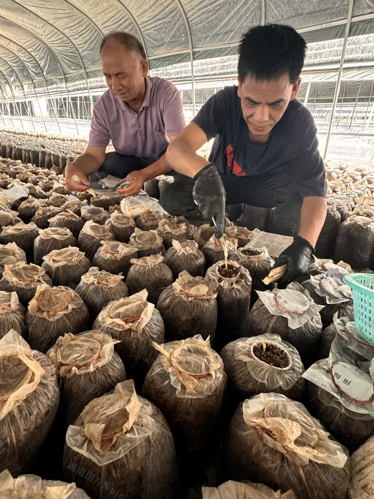 湘阴养生菌之乡，
金秋3000余个大棚种菌忙 