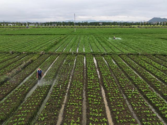 秋分节气  农事  农忙  水稻收割  蔬菜管理