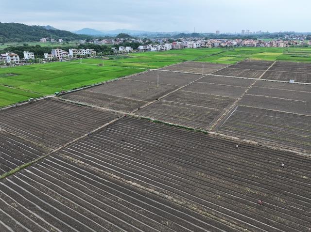 秋分节气  农事  农忙  水稻收割  蔬菜管理