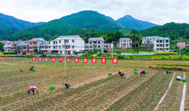 蔬菜  种植  农事  秋分