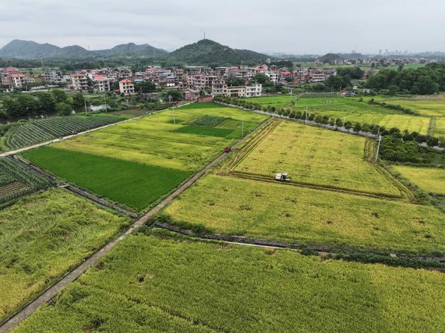 秋分节气  农事  农忙  水稻收割  蔬菜管理