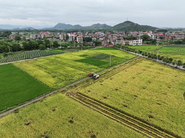 秋分节气  农事  农忙  水稻收割  蔬菜管理