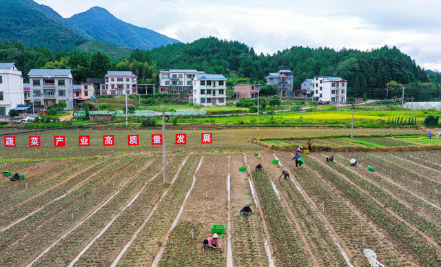 蔬菜  种植  农事  秋分