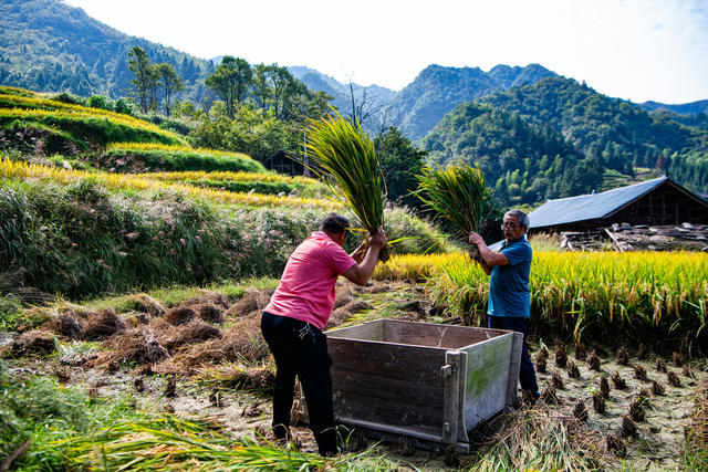 农业  农村  梯田  瑶族  怀化  中方  