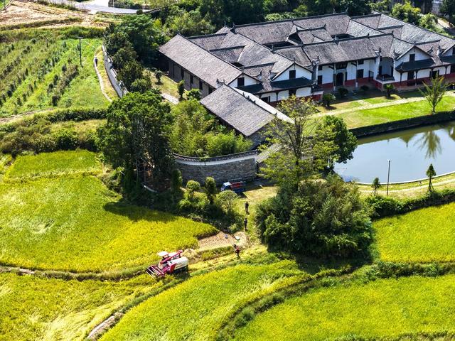 秋收  丰收  丰景  稻谷  农机  荷叶镇