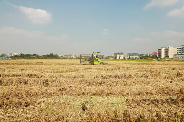 稻草  回收利用  饲料  环保  农民