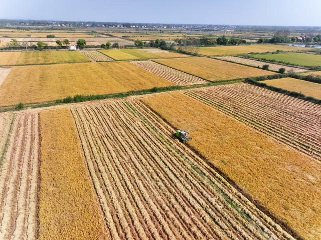 丰收节  粮食生产  水稻  一季稻 
 合作社  收割机