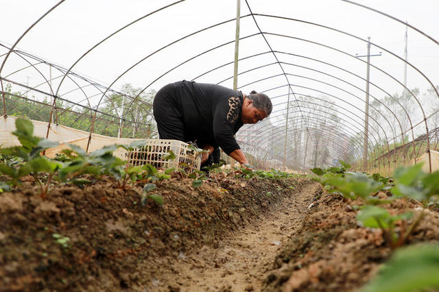 草莓 除草 管护  修枝  农民  增收