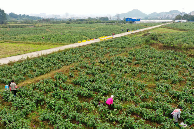嘉禾：产业种植助增收