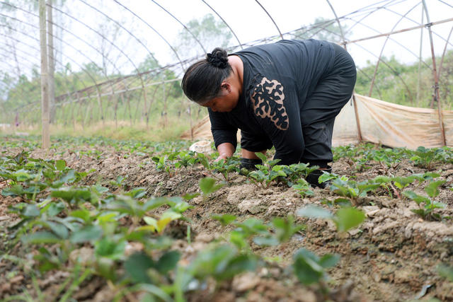 草莓 除草 管护  修枝  农民  增收