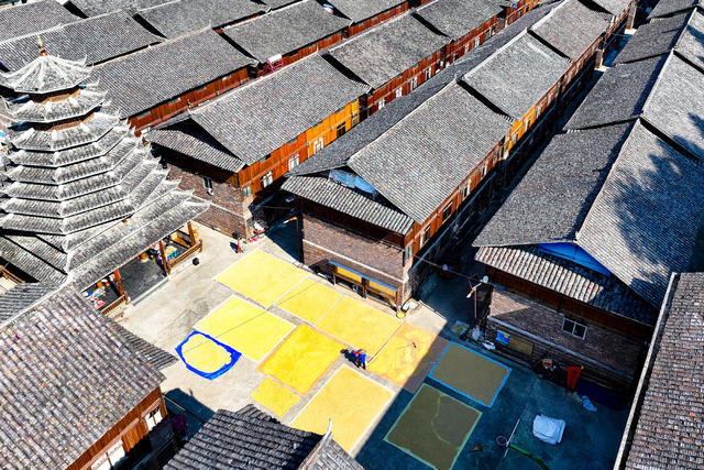 晒秋 古村 丰收 稻谷 中稻 鼓楼