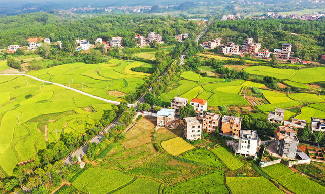 乡村  和美  丰收  在望  农村