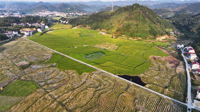 水稻制种   乡村美  山村秋景