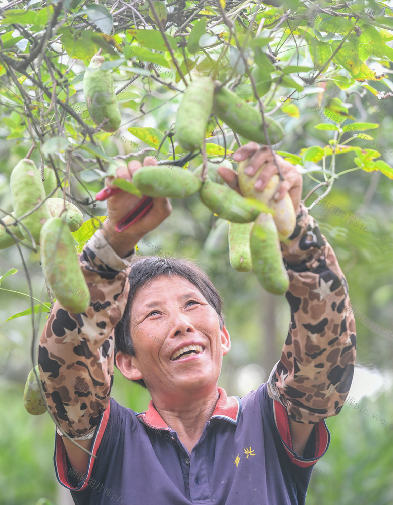道县
八月瓜
金秋
秋收