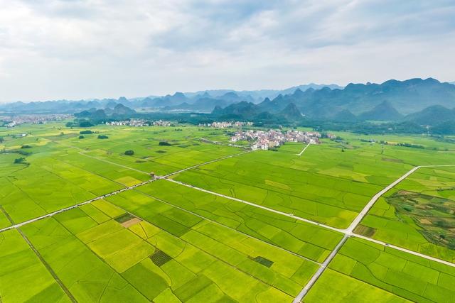 稻田 乡村 水稻 粮食 农业 农村 丰收