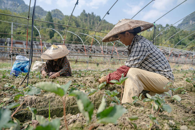 吉首 坪朗村 草莓 管护