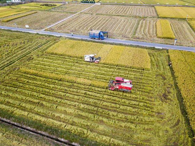 农业 湖南 长沙 隆平稻作公园 水稻 丰收 收割机 稻田 