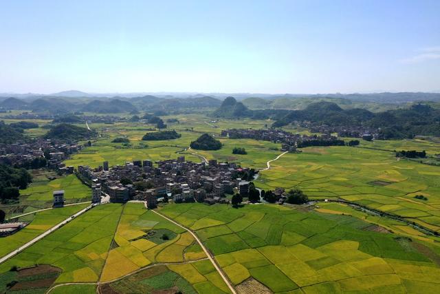 丰收 田园 晚稻