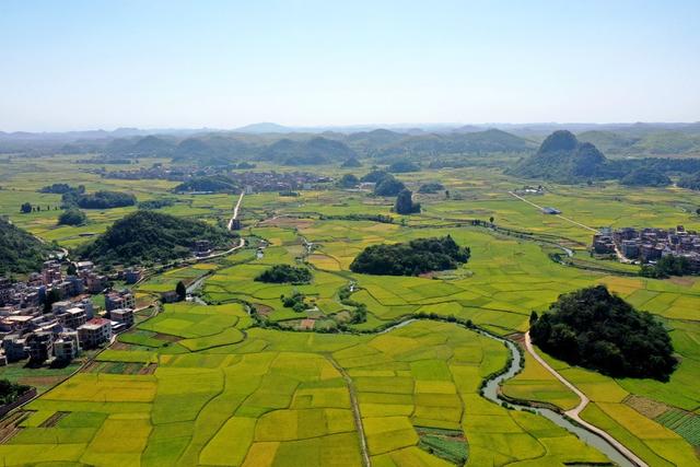丰收 田园 晚稻